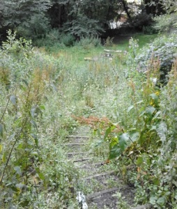 The dell area, overgrown this summer!